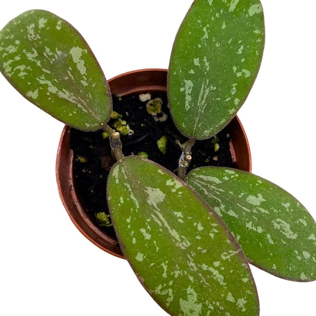 BubbleBlooms Hoya Sigilatis in a 2 inch Pot