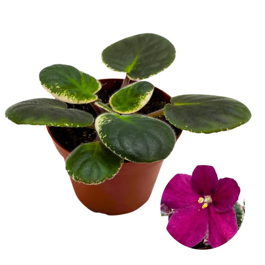 Harmony Foliage African Violet Raspberry Rain Variegated 4 inch Red Flower