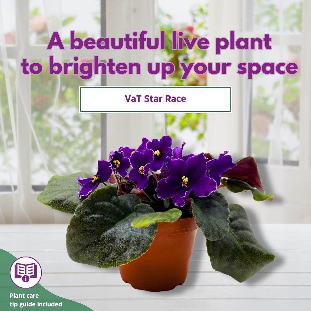 Harmony Foliage African Violet VaT Star Race 4 inch