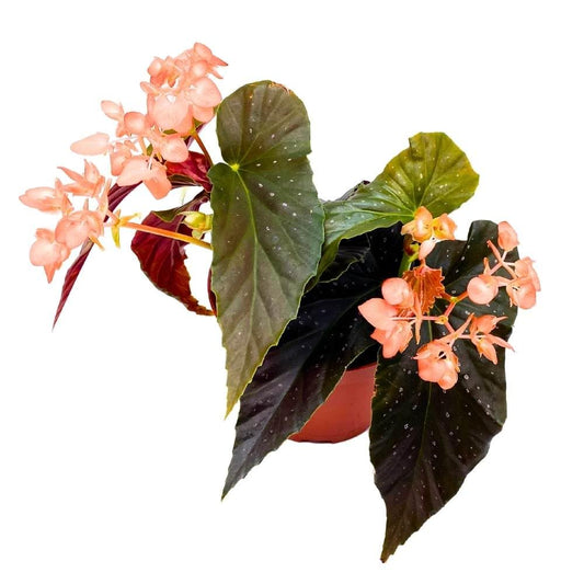 Harmony's Gypsy Angel Wing Hybrid Cane Begonia, 6 inch, Dark with Minimal Spots Orange-Pink Flower