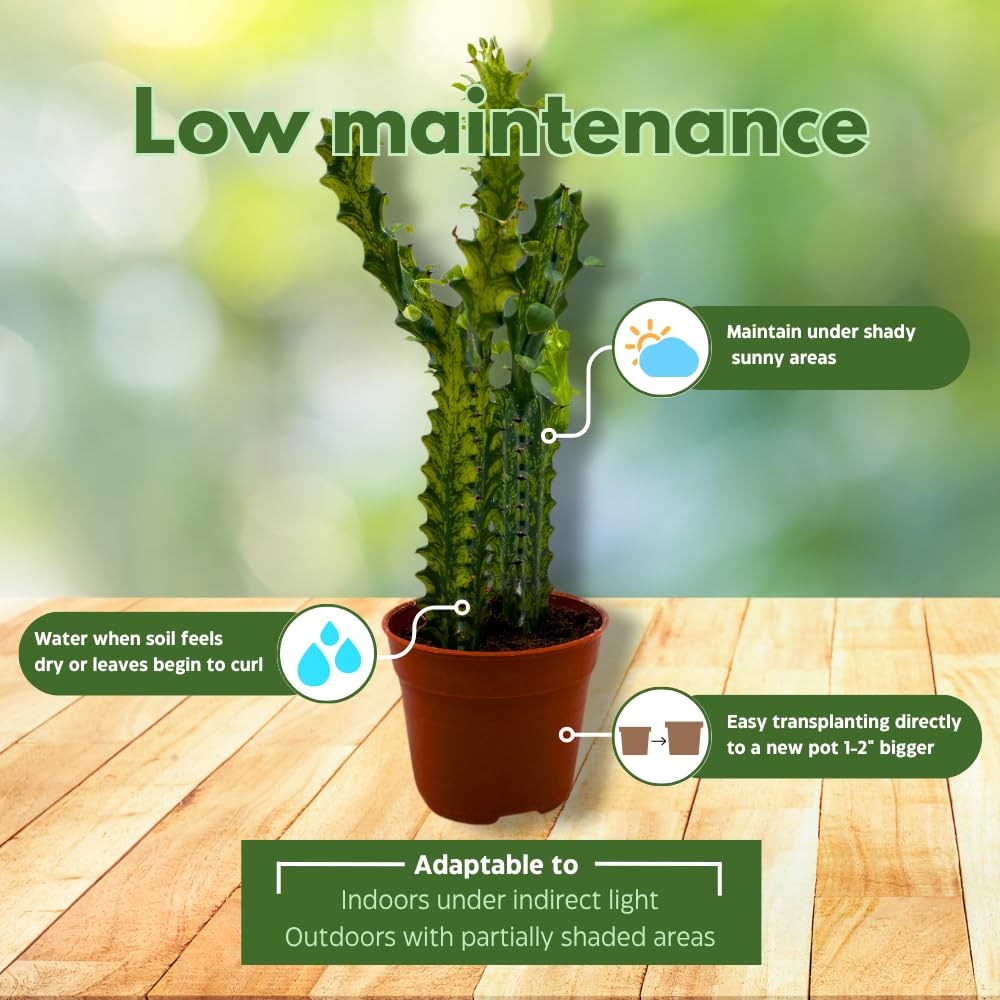 BubbleBlooms Variegated African Milk Tree in a 4 inch Pot Tricolor Green and White Euphorbia Trigona
