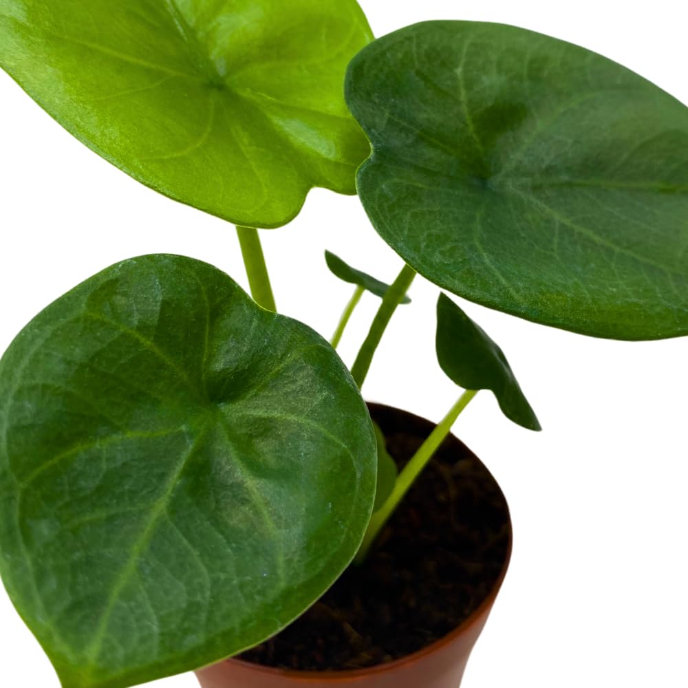 BubbleBlooms Alocasia Lukiwan in a 2 inch Pot Tiny Minie Pixie Plant