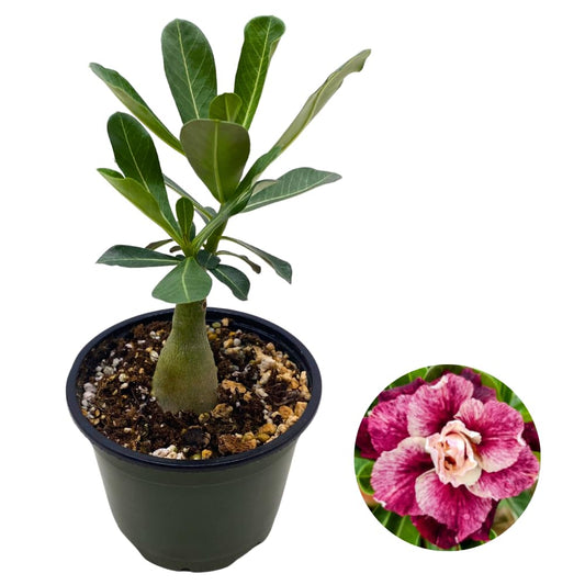 BubbleBlooms Desert Rose Sissi in a 4 inch Pot Extremely Rare Flower