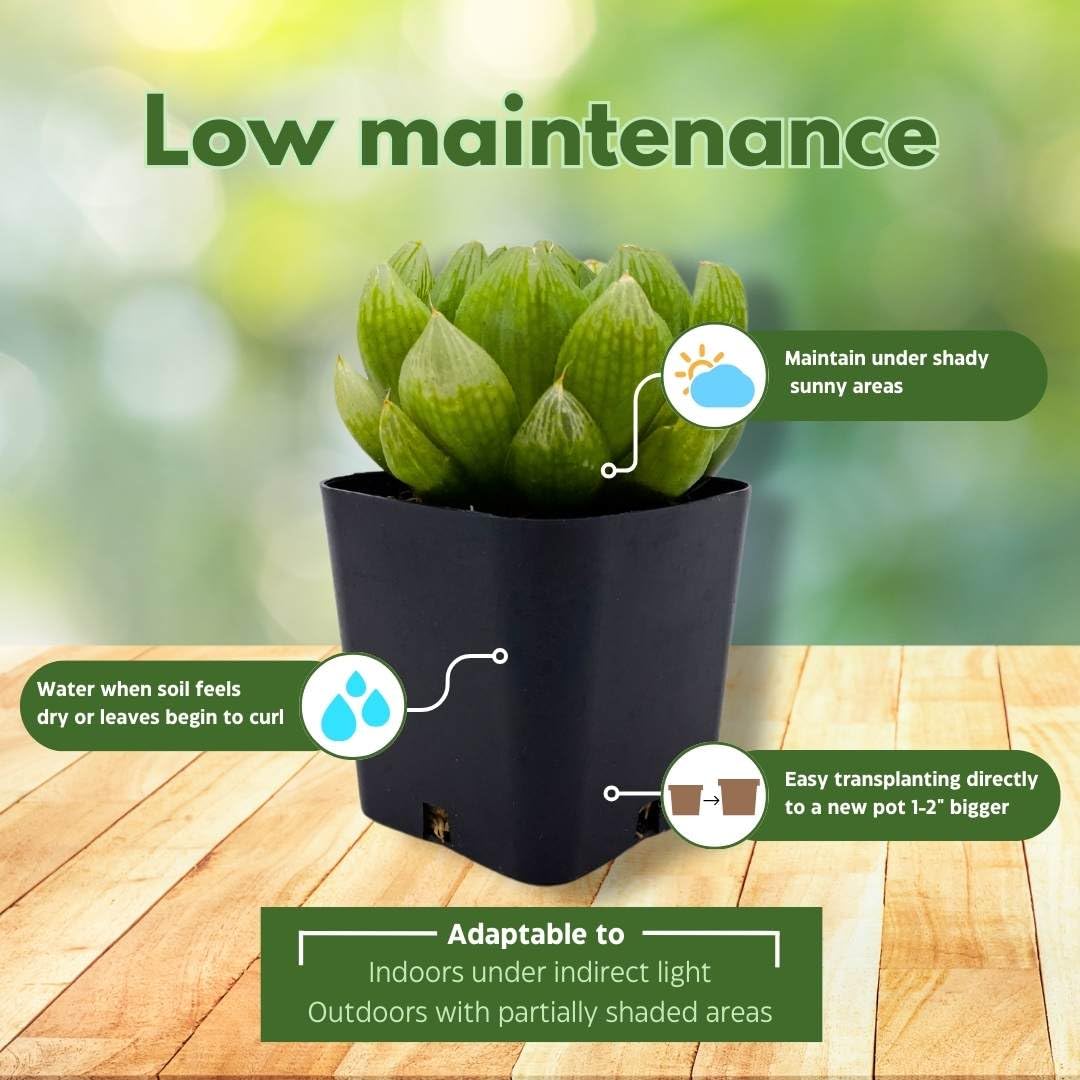 BubbleBlooms Haworthia Cooperi in a 3 inch Pot
