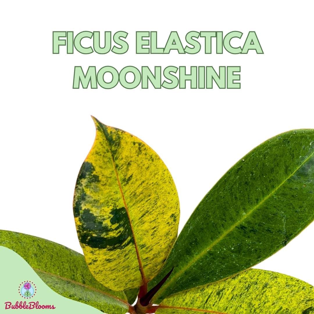 BubbleBlooms Ficus Moonshine Shivereana in a 4 inch Pot Variegated Rubberplant