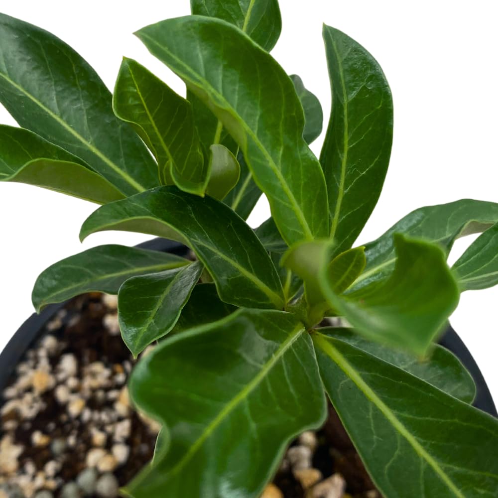 BubbleBlooms Desert Rose Pan Yue in a 4 inch Pot Extremely Rare Flower