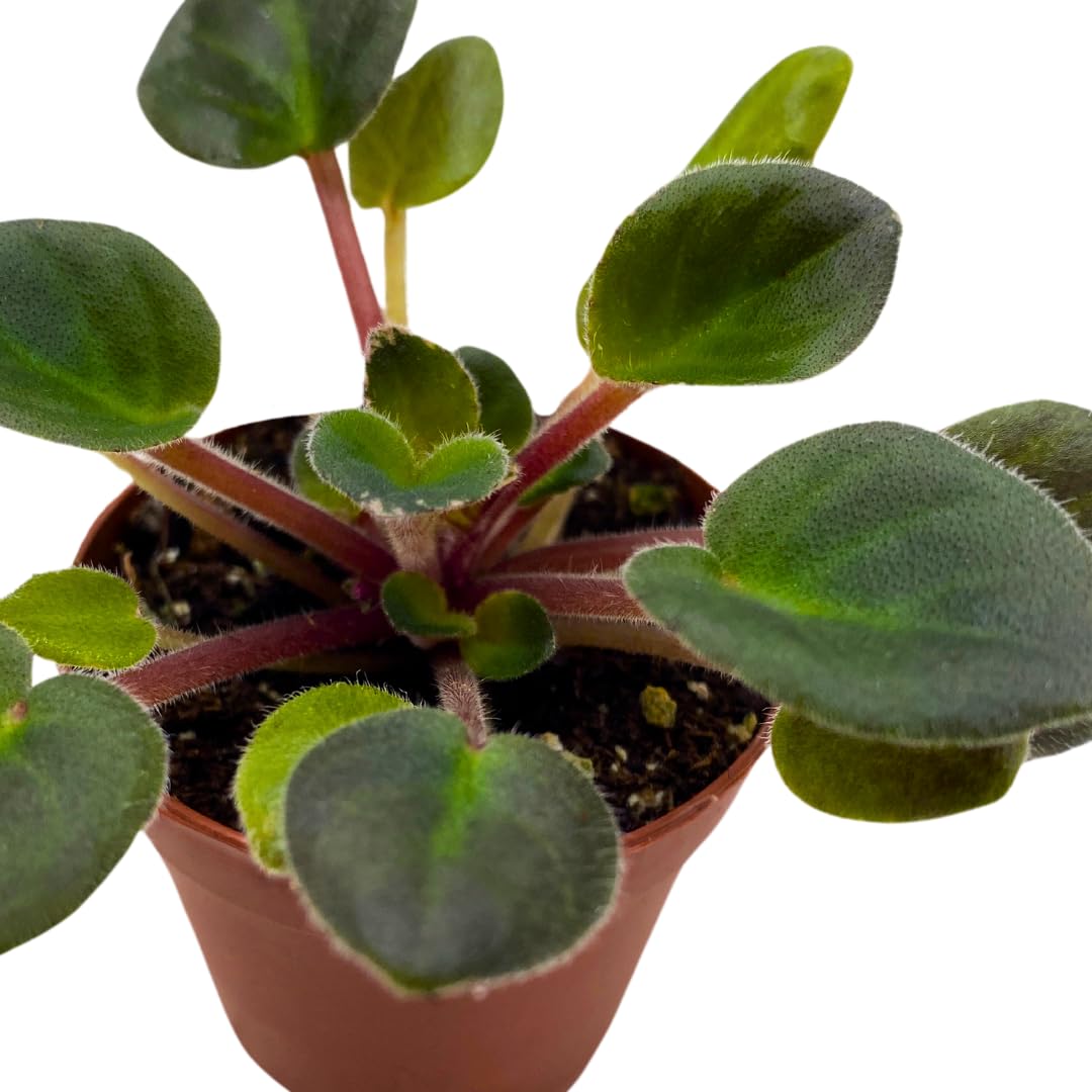 Harmony Foliage Mini African Violet Dean's Ruby 2 inch Purple Pink Flower