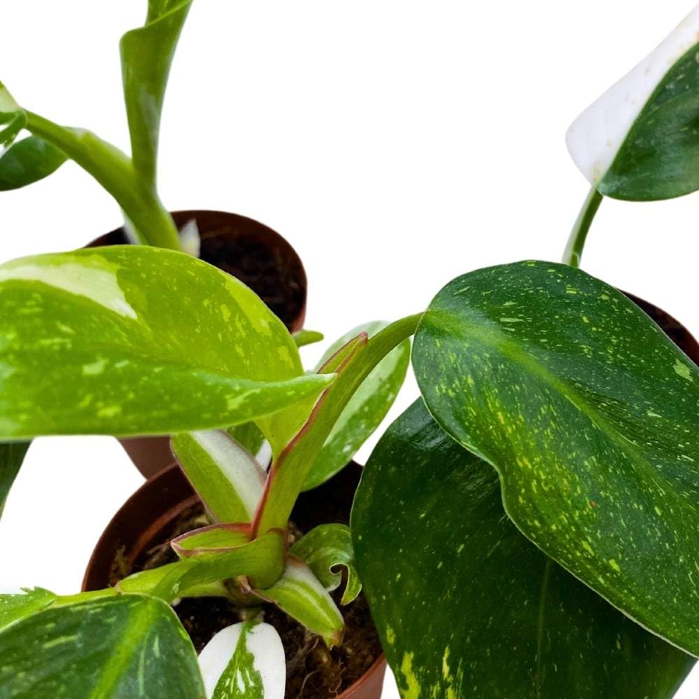 Philodendron White Wizard 2 inch Set of 3 Rare Variegated Philo Tiny Mini Pixie Plants