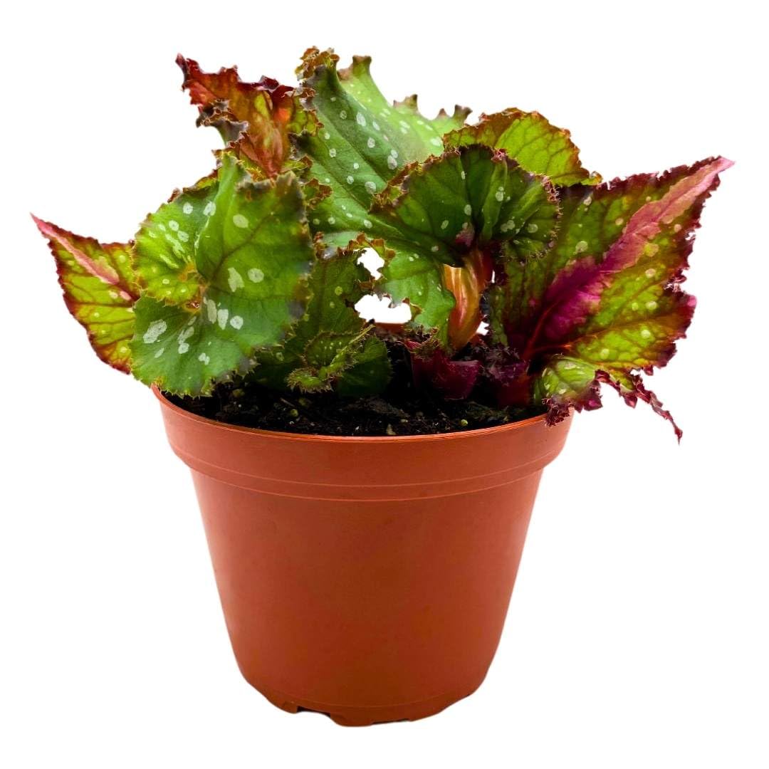 Harmony Foliage Begonia Rex Harmony's St. Nick in a 4 inch Pot