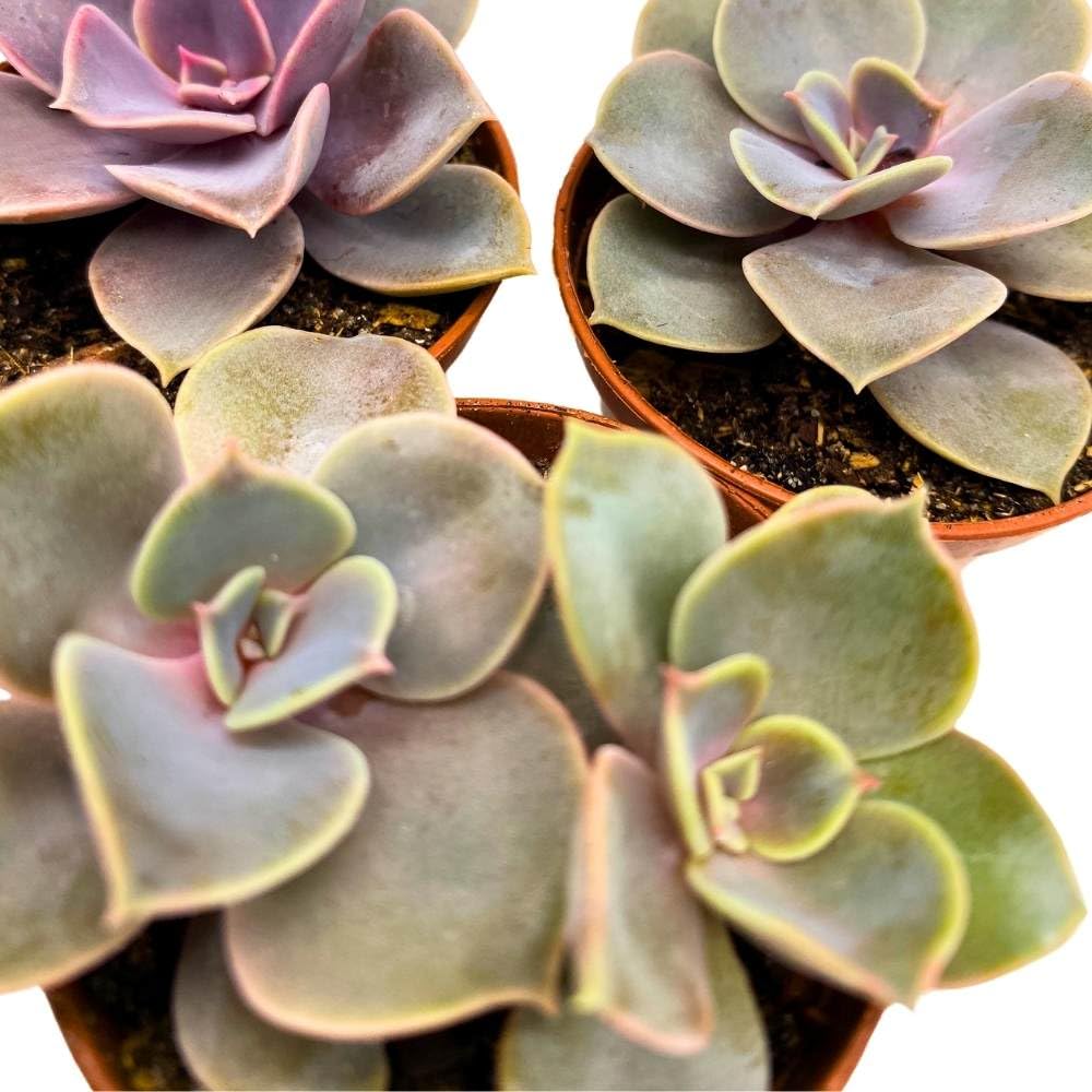 Echeveria Purple Pearl, 2 inch Set of 3, Perle von Nurnberg gibbiflora Tiny Mini Pixie Succulents