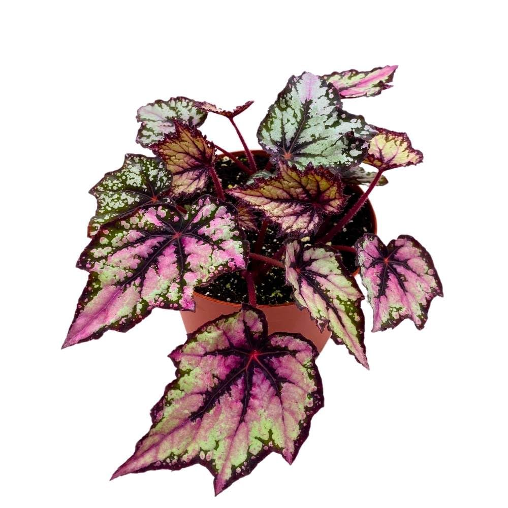 Begonia Rex Robert Golden, 6 inch Purple Gray Black Band Jagged Leaves