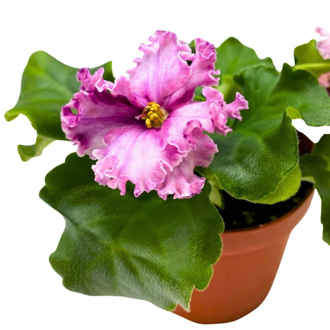 Harmony Foliage African Violet Sport Dark Wine 4 inch