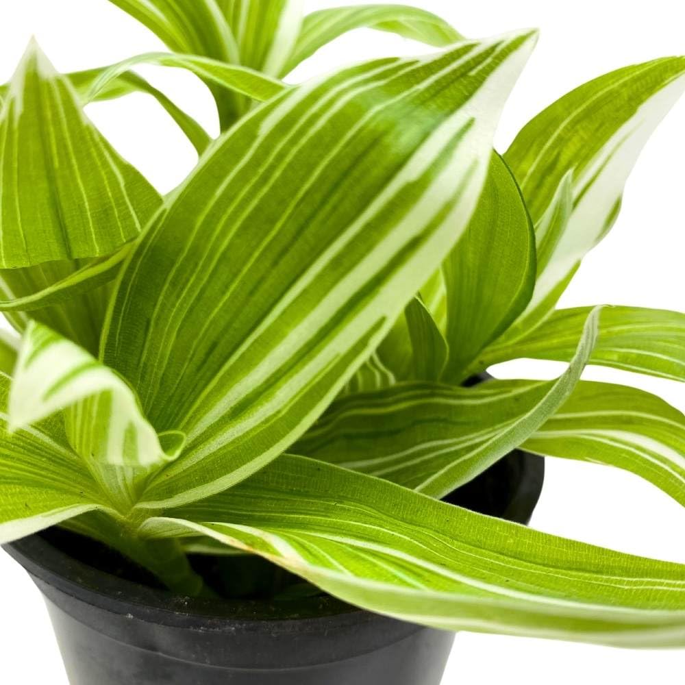 BubbleBlooms Wandering Dude Tradescantia fluminensis in a 4 inch Pot Green and White Variegated albiflora albovittata