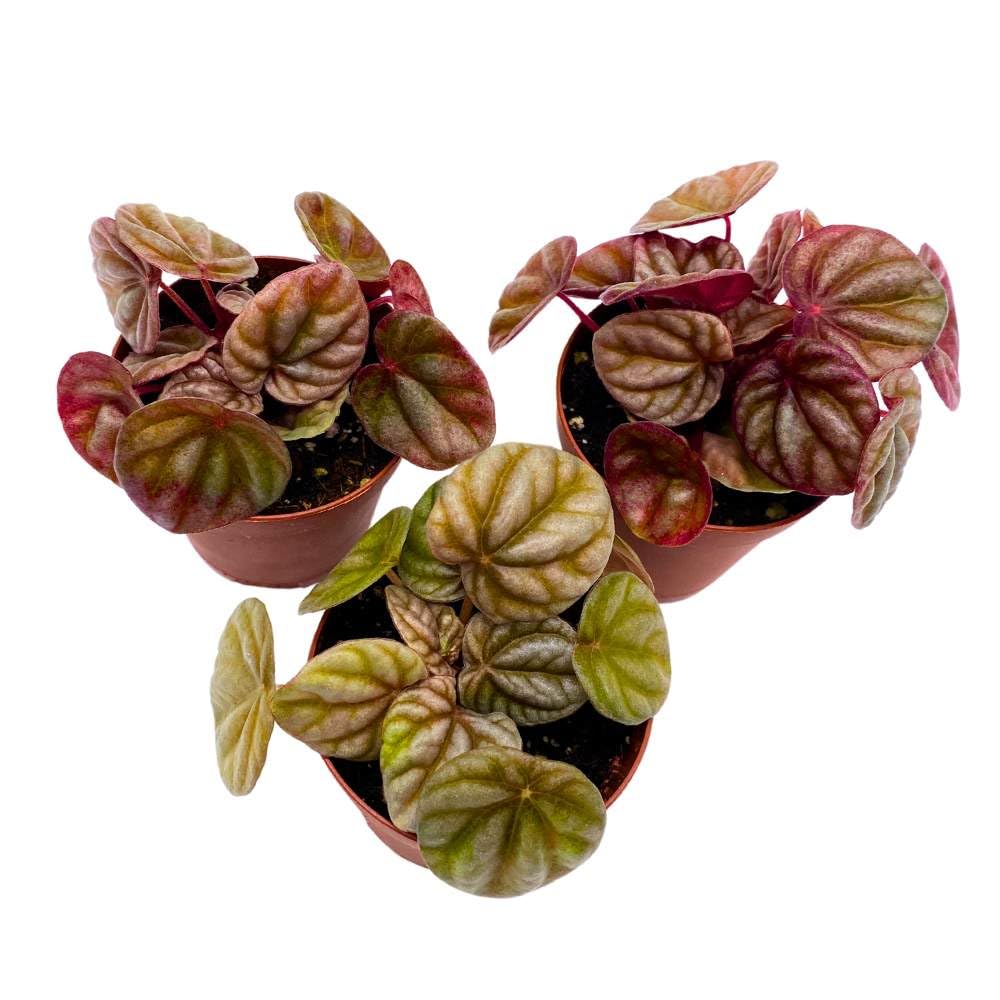 Peperomia Luna Red 2 inch Set of 3 Red Emerald Ripple Pep Caperata