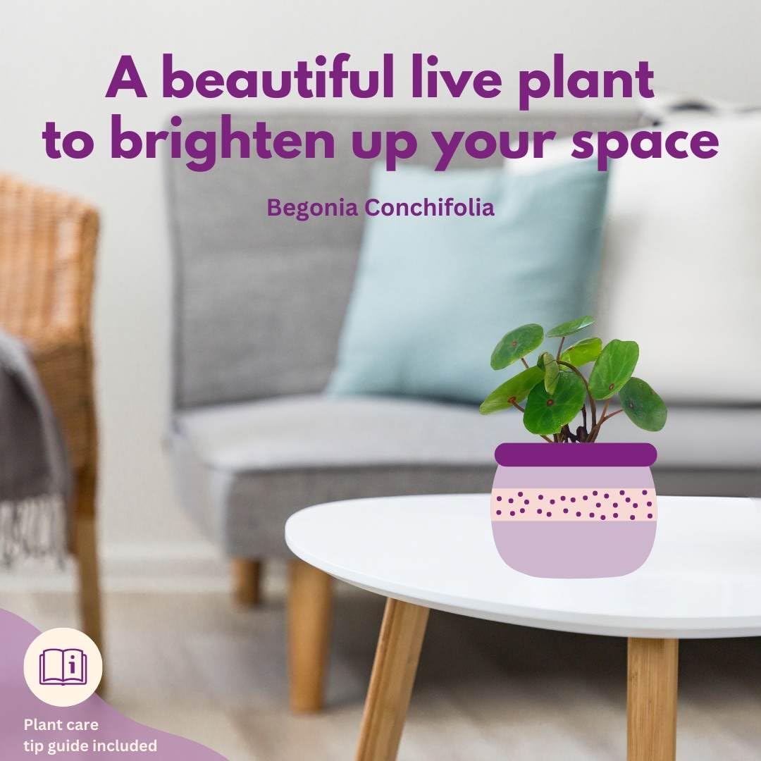 BubbleBlooms Harmony's Seashell Begonia Conchifolia, Begonia Rex, 4 inch Green with red dot 4 inch