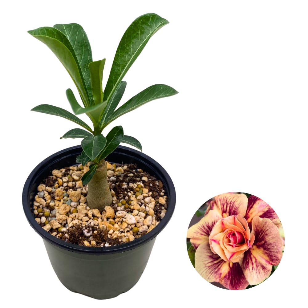 BubbleBlooms Desert Rose Chocolate Vietnam in a 4 inch Pot Extremely Rare Flower