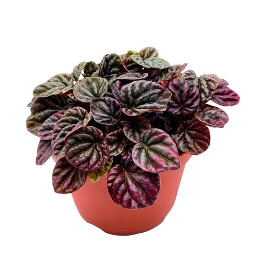 Red Emerald Ripple Peperomia, 6 inch, Frost Platinum, carperata albovittata, Wrinkle Krinkle Leaf