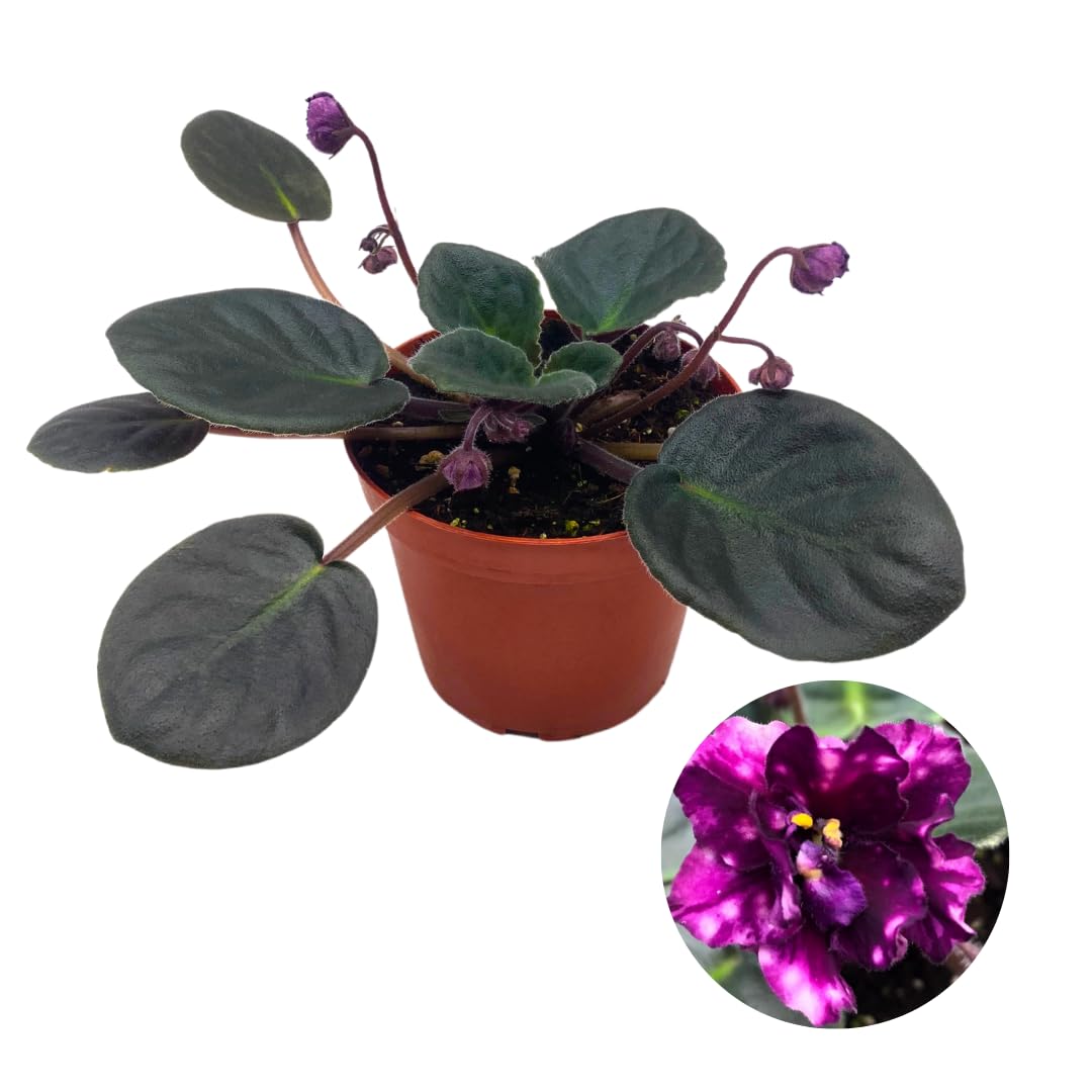 Harmony Foliage African Violet AE Milky Way 4 inch Purple Flower Pink Flecks