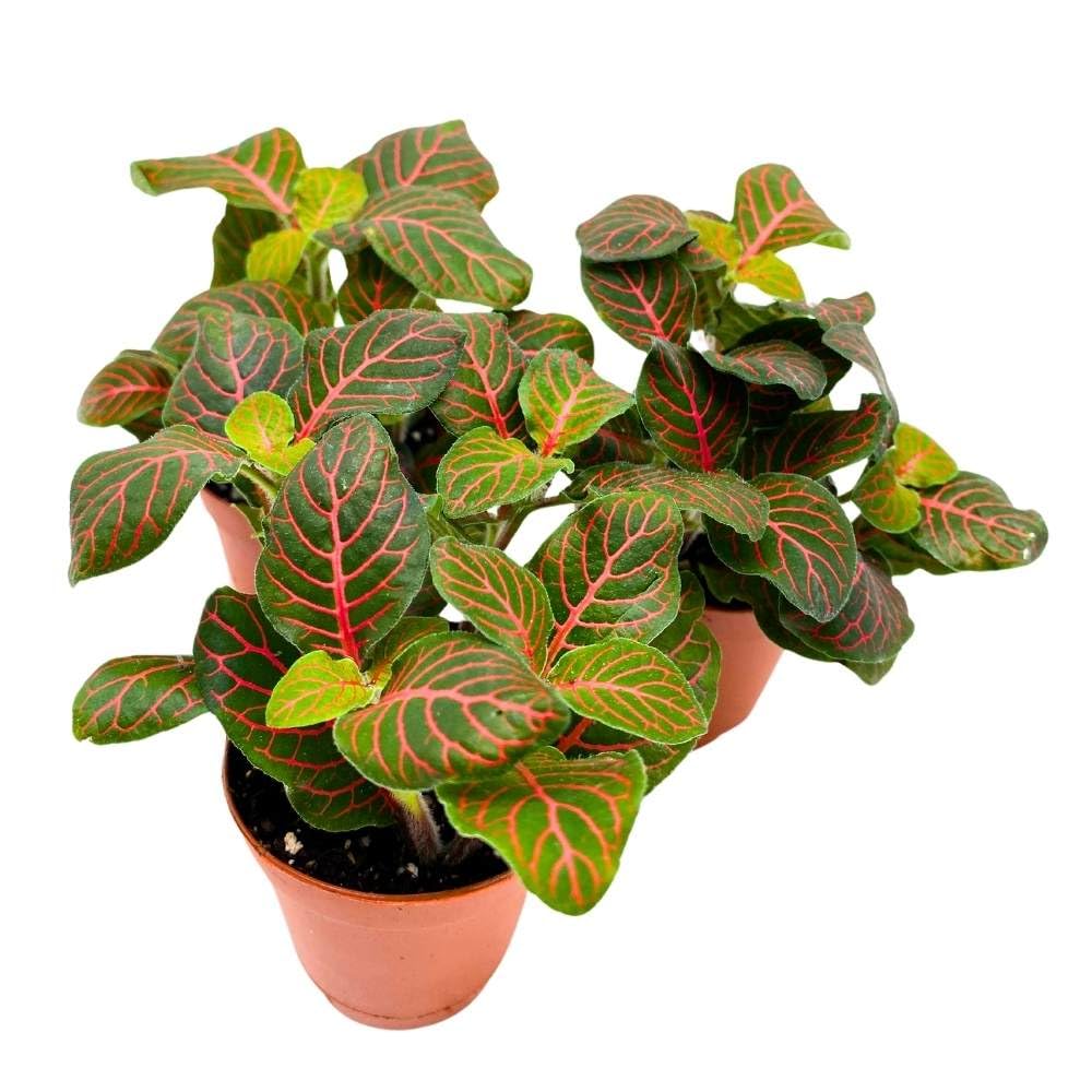 Red Nerve Plant 2 inch Set of 3 Mosaic Red Veined Fittonia Tiny Mini Pixie Plants