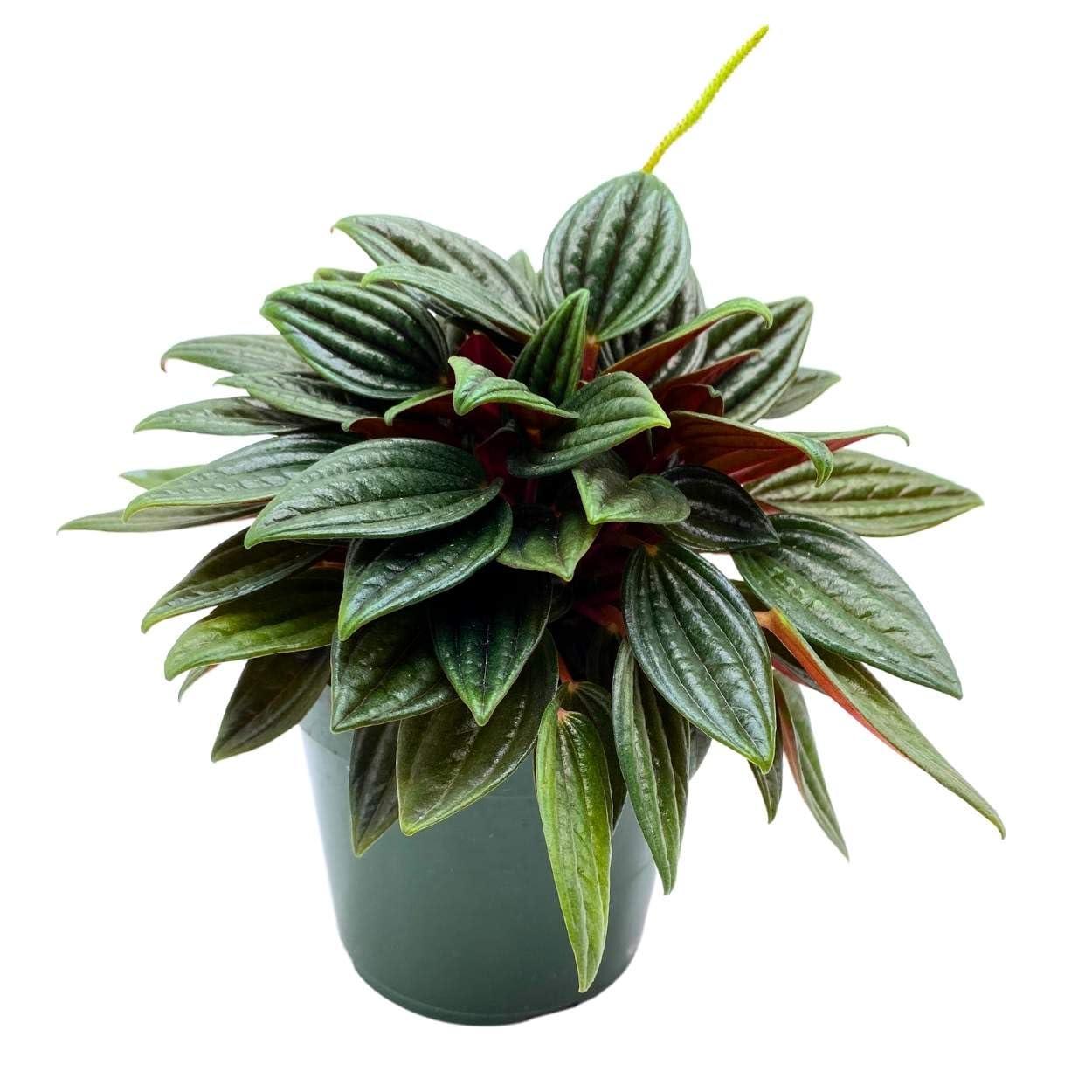 Peperomia Rosso, 4 inch, Radiator Plant Caperata