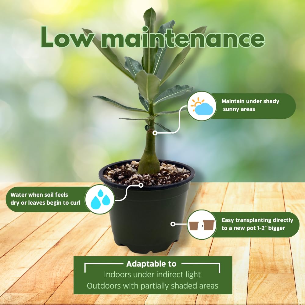 BubbleBlooms Desert Rose Golden Cicada in a 4 inch Pot Extremely Rare Flower