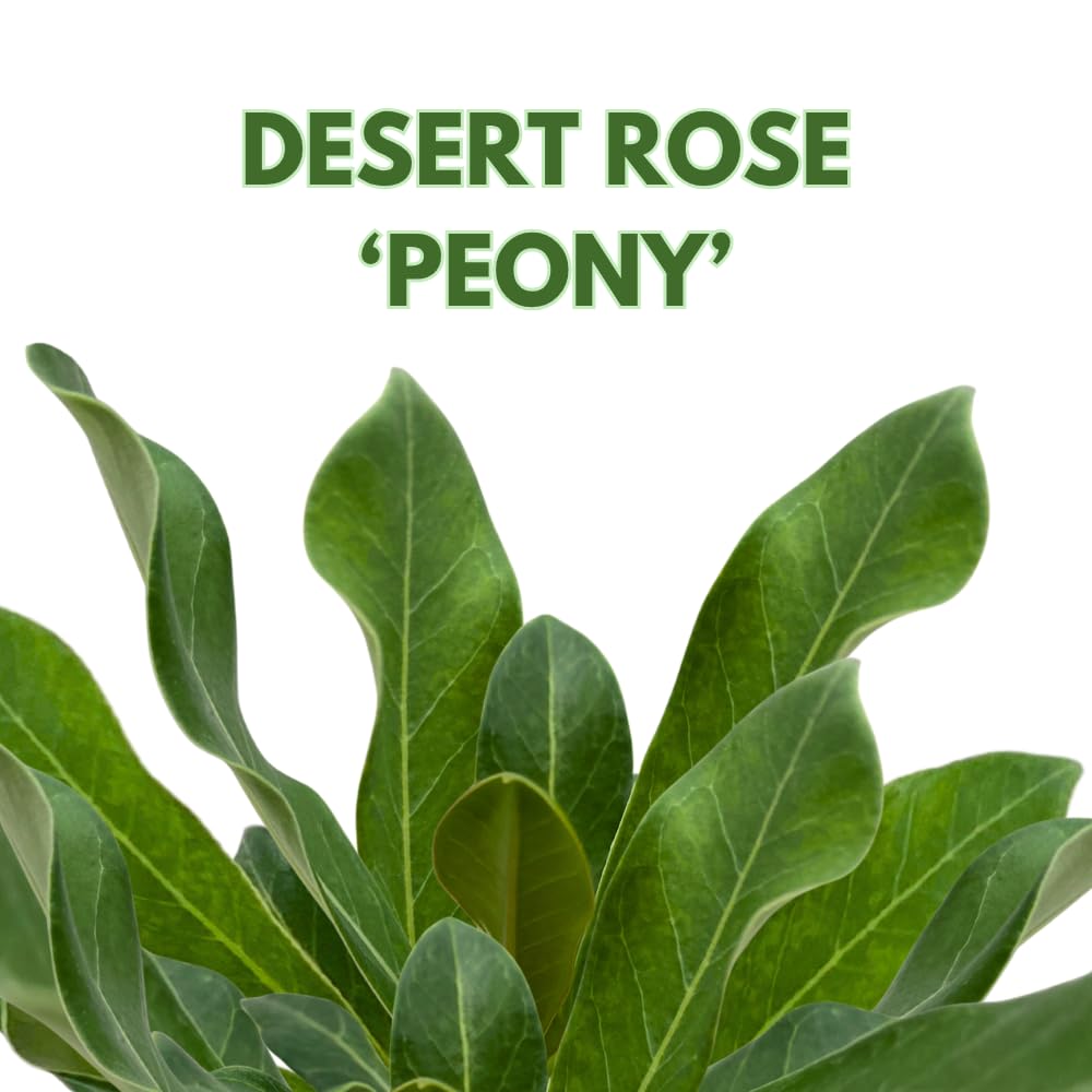 BubbleBlooms Desert Rose Peony in a 4 inch Pot Extremely Rare Flower