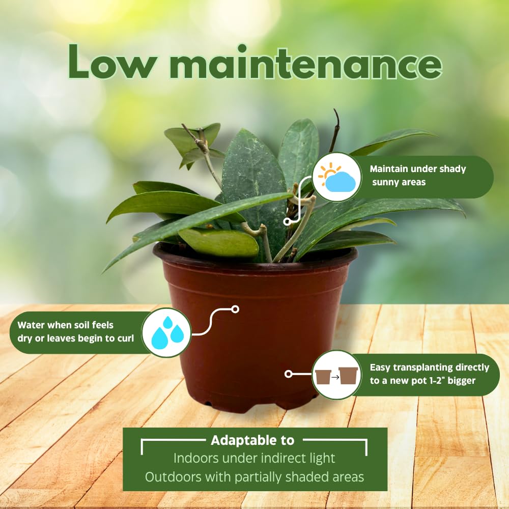 BubbleBlooms Hoya Padilla Bogor in a 4 inch Pot