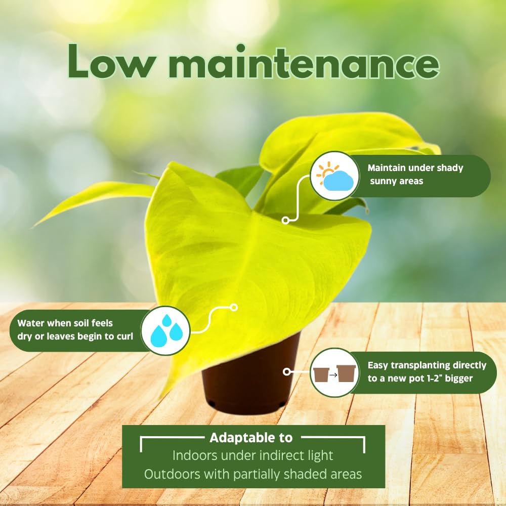 BubbleBlooms Philodendron Golden Imperial in a 2 inch Pot Tiny Minie Pixie Plant