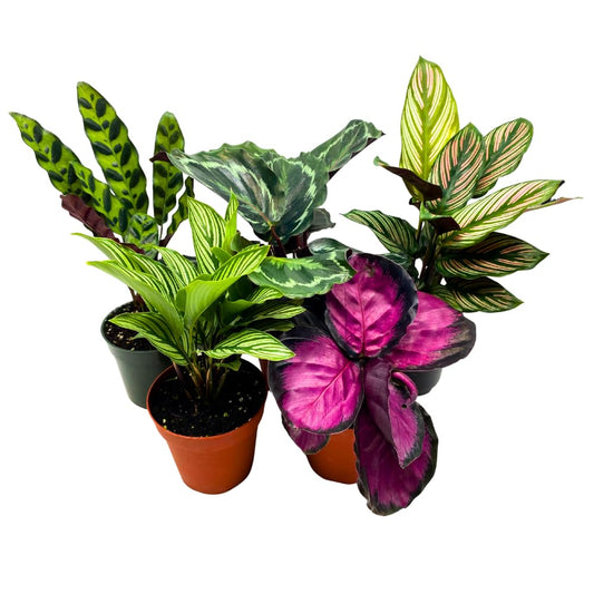 BubbleBlooms Calathea Assortment in 4 inch Pots Set of 5 Prayer Plants