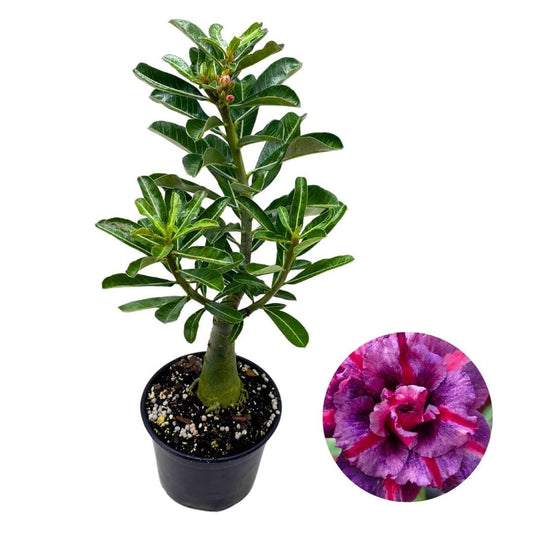 BubbleBlooms Desert Rose Secret of Victora 5 inch Pot Purple and Pink Flowers with Red Stripes Variegated Exotic Rare