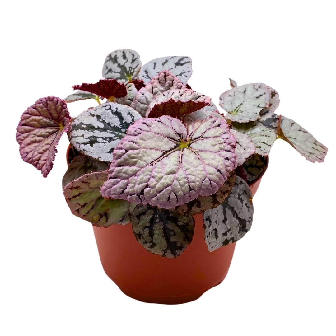 Begonia Rex Siver Dollar in a 6 inch White Round Leaves