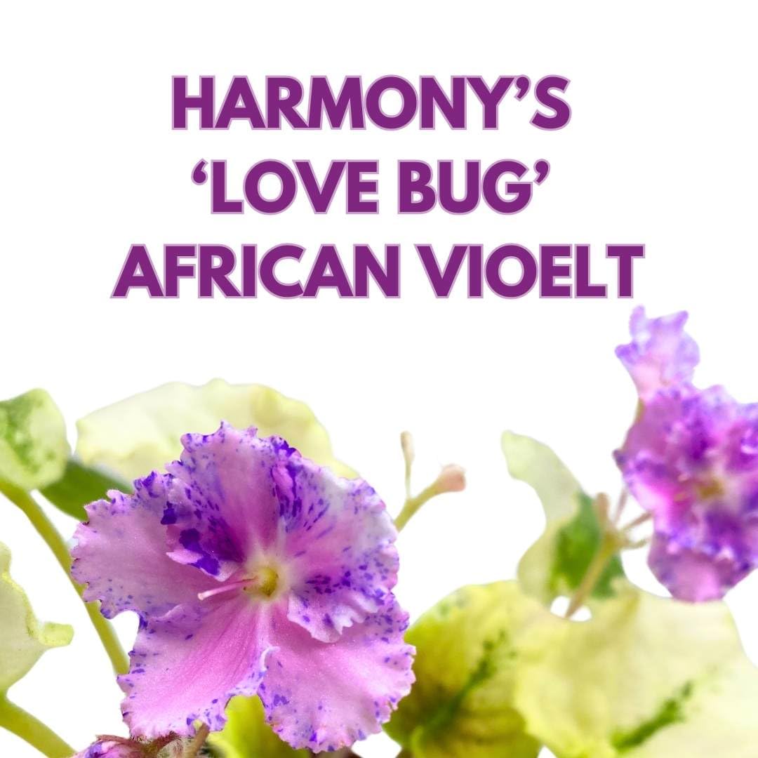 Harmony Foliage African Violet Harmony's Love Bug 4 inch Gesneriad