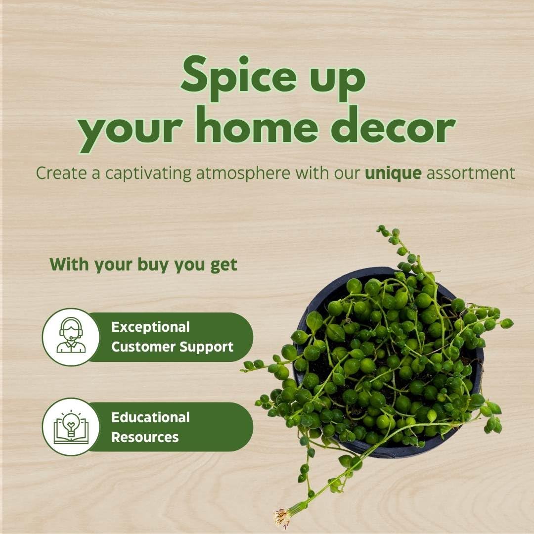 Stringing Peas String of Pearls, Senecio rowleyanus, 4 inch String of Peas, String of ...