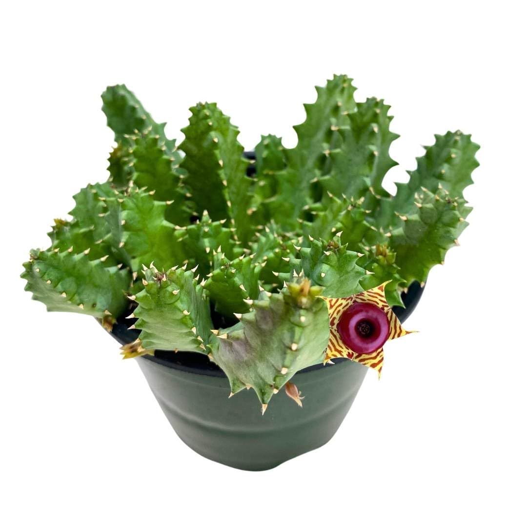 BubbleBlooms Huernia Zebrina Cactus