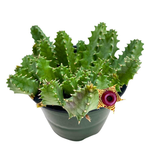 Lifesaver Huernia Zebrina, confusa Phillips, Starfish Stapelia Plant Known as Starfish Cactus, Live in a 4 inch Pot by BubbleBlooms