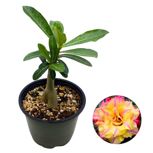 BubbleBlooms Desert Rose Genoa in a 4 inch Pot Extremely Rare Flower