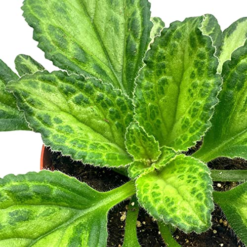 BubbleBlooms Harmony's Patina Gesneriad Primulina Dryas, 6 inch African Violet Chirita Plant