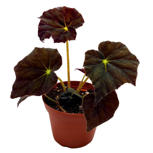 Harmony Foliage Begonia Joe Hayden Rhizomatous 4 inch