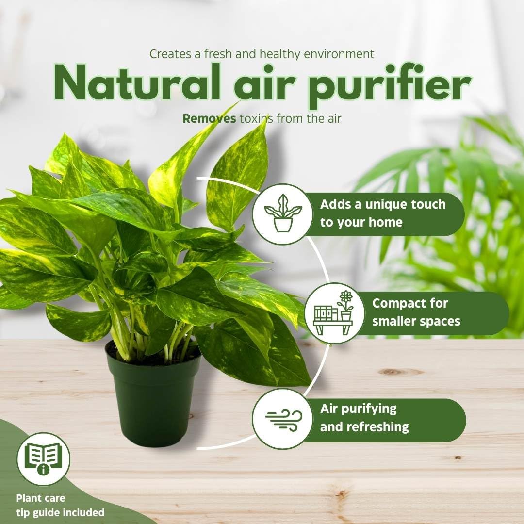 golden pothos air purifier BubbleBlooms Golden Pothos 4 inch Epipremnum aureum – Florida House Plants