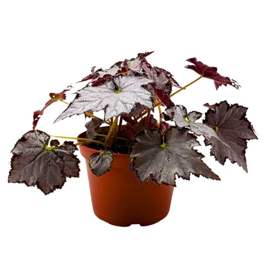 Harmony Foliage Begonia Sierra Silver Mist 4 inch Rhizomatous