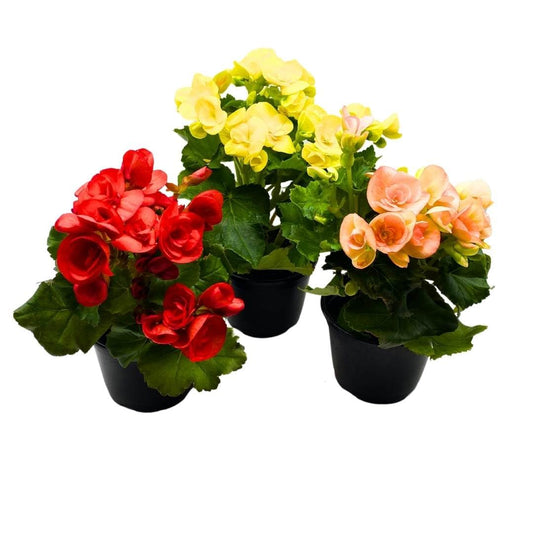 BubbleBlooms Flowering Rieger Begonia Set of 3 in 4 inch pots Hiemalis Elatior Hardy Begonia grandis tuberosa Mother's Day Plants