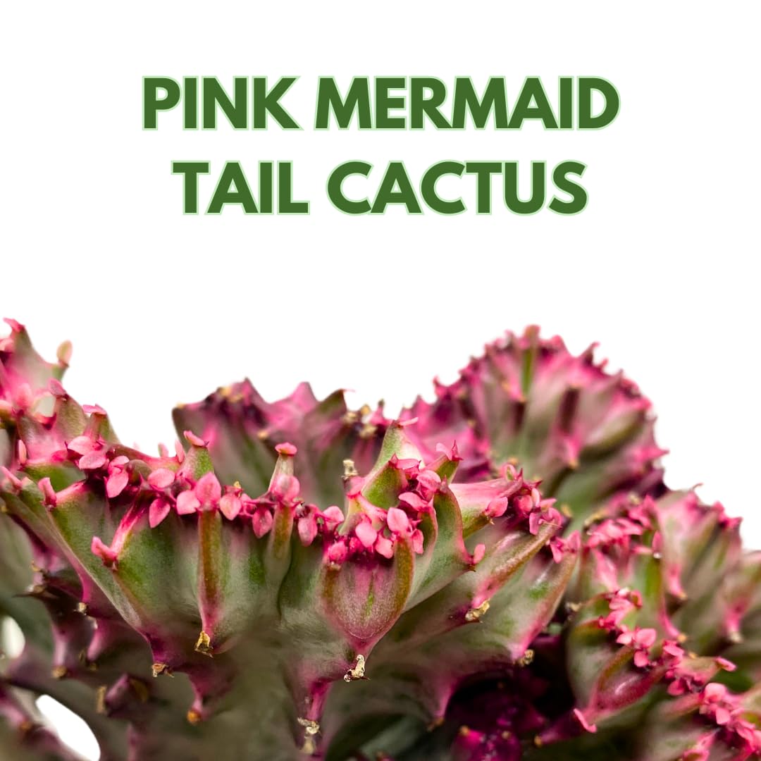 BubbleBlooms Variegated Pink Mermaid Tail Cactus 4 inch