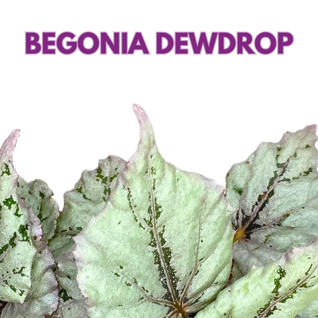 Harmony Foliage Begonia Rex Dew Drop 4 inch