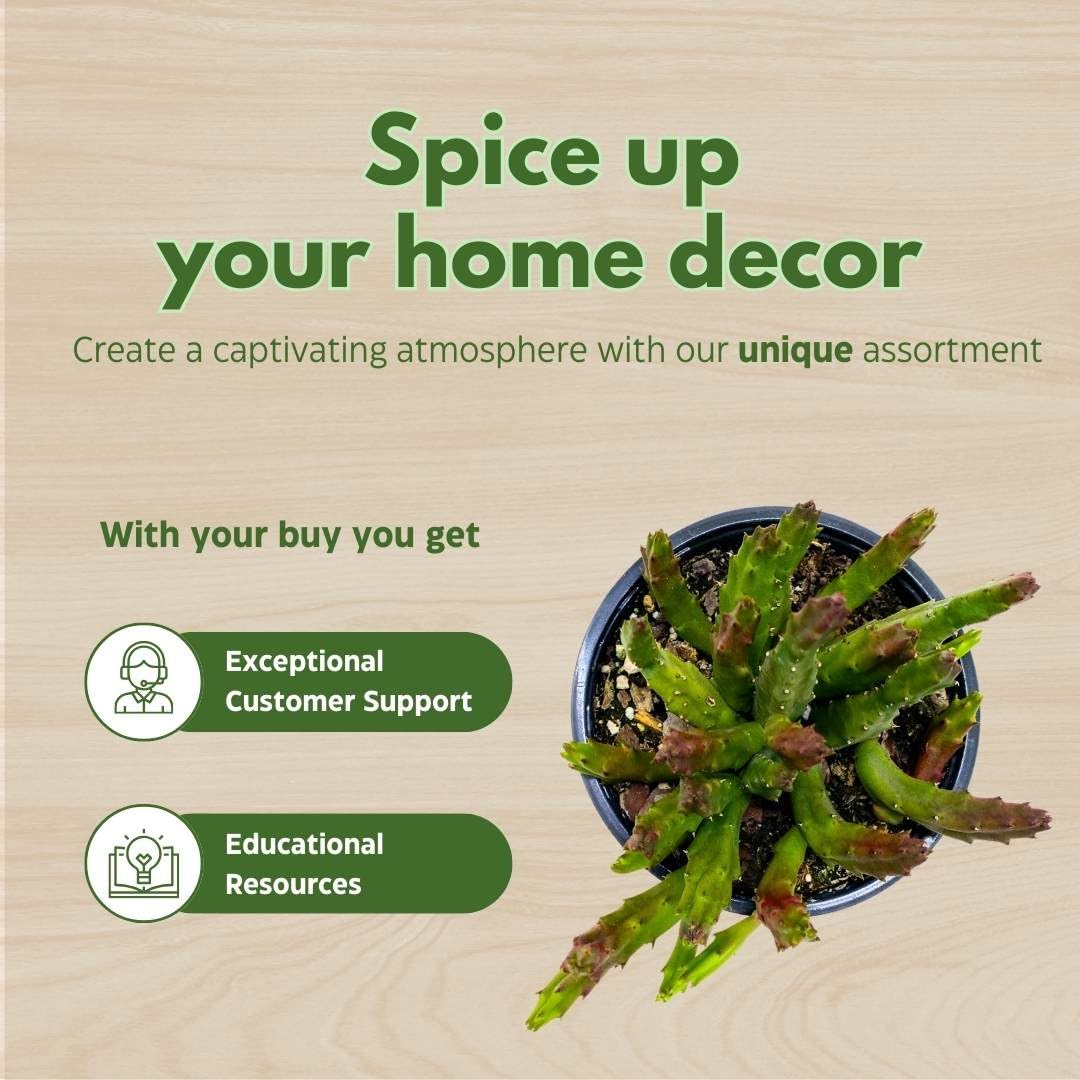 BubbleBlooms Huernia Stapelia Assortment 3 Different stapelias in 4 inch pots Grower's Choice May Include Lifesaver, Red Dragon, Black Bells