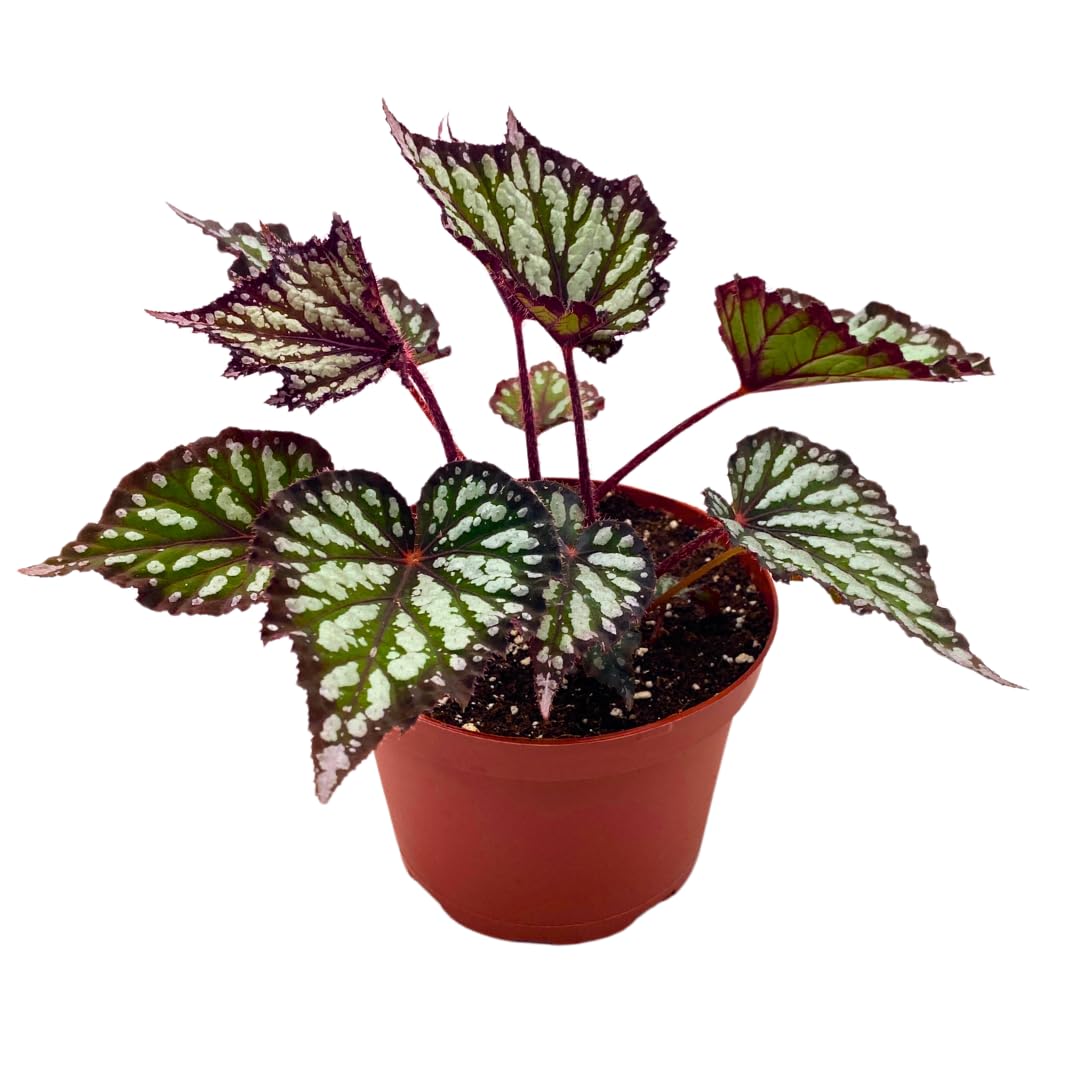 Harmony Foliage Summer Storm Begonia Rex 6 inch