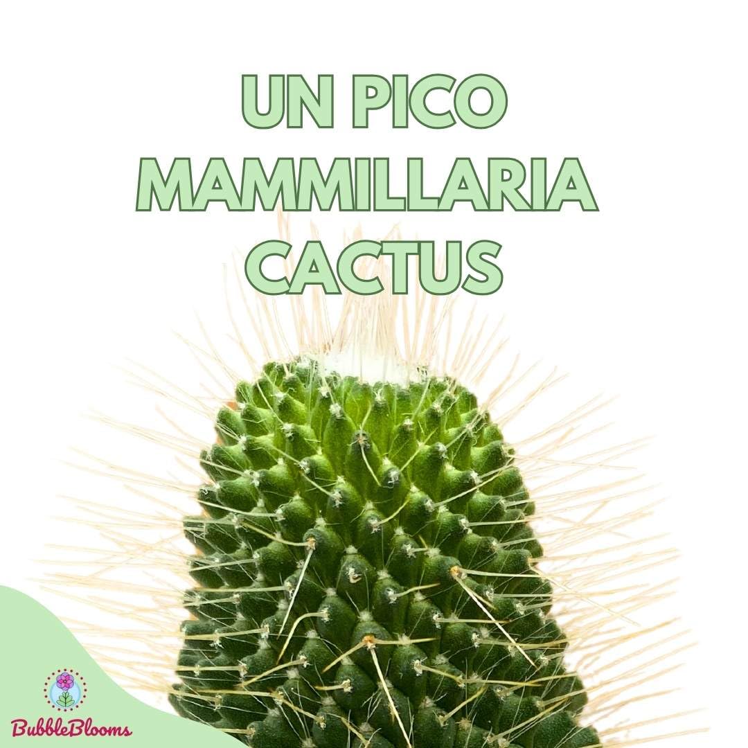 BubbleBlooms Un Pico Mammillaria spinosissima Spiny Pincushion Cactus, Well Rooted Potted Starter