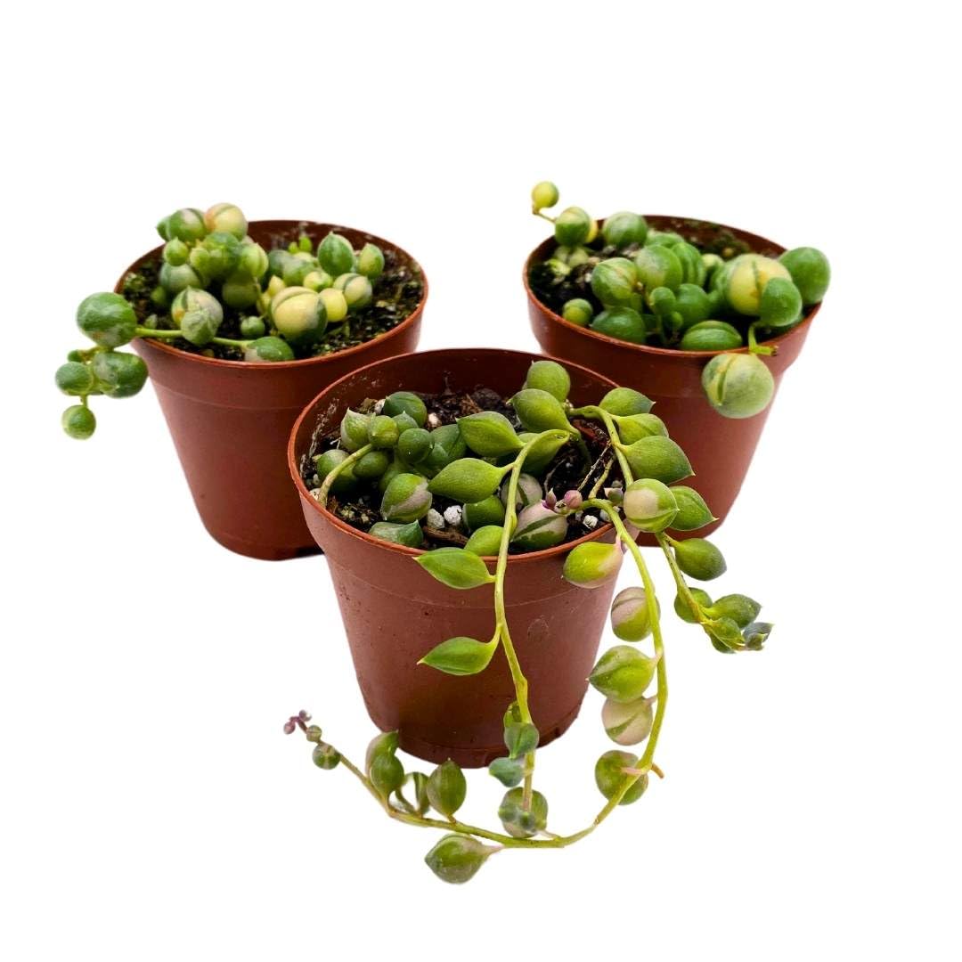 BubbleBlooms Variegated String of Pearls Set of 3 in 2 inch pots Tiny Mini Pixie Plant