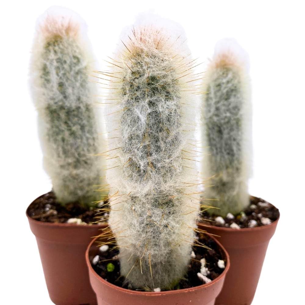 Silver Torch Cactus Cleistocactus strausii, 2 inch Set of 3, Wooly Torch Tiny Mini Pixie