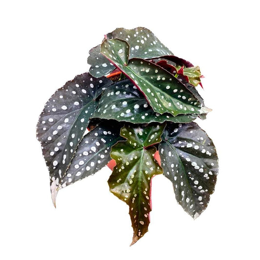 Harmony's Nemesis Angel Wing Cane Begonia, 6 inch, Angel Wings Silver Tip