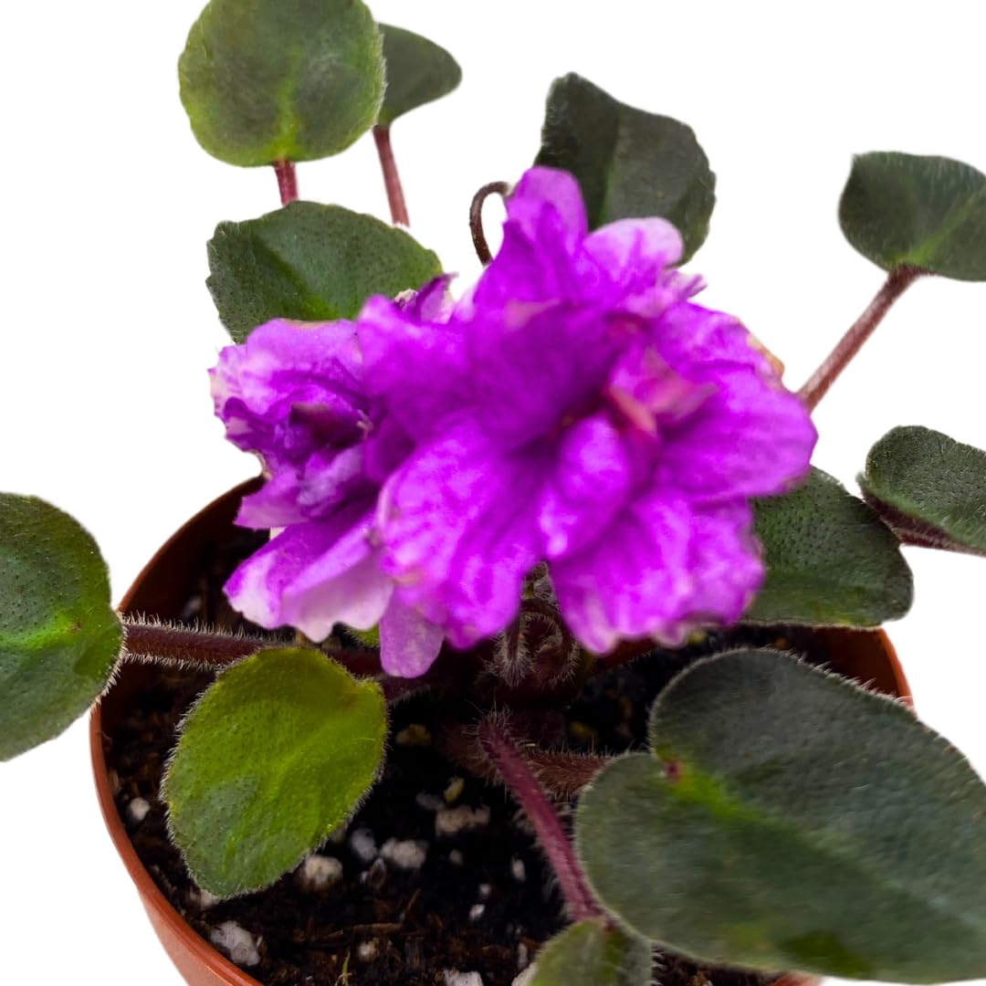 Harmony Foliage Mini African Violet Jersey Rose Trail 2 inch Purple Flower